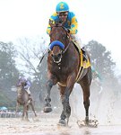 AmericanPharoahRebelStakes2015CP225